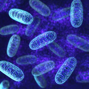Mitochondrial Genome Analysis