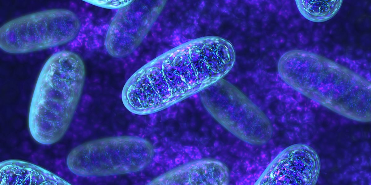 Mitochondrial Genome Analysis