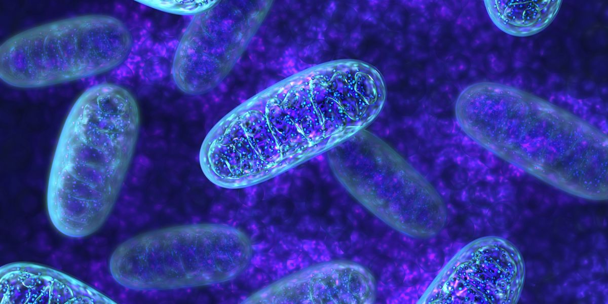 Mitokondrial Genom Analizi